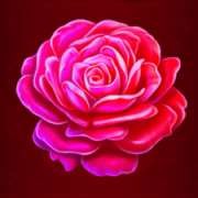 Symbol Rose in Goldener Schönheit